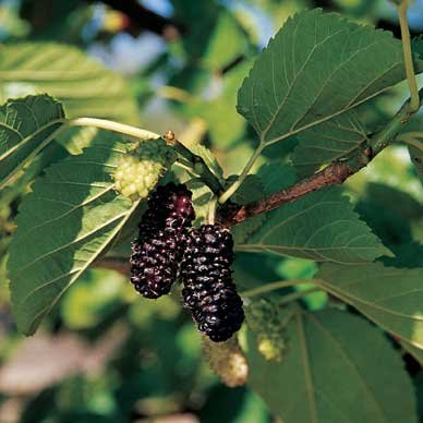 Mulberries — Sunnyside Nursery